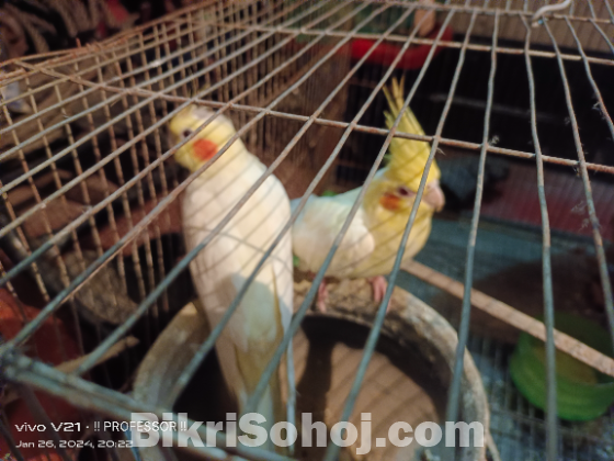কোকাটেল